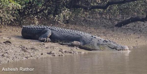 鱷魚好圖大雜燴 鱷魚好圖大雜燴