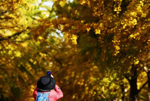 在北京過個秋天，立刻退掉了去騰衝的機票
