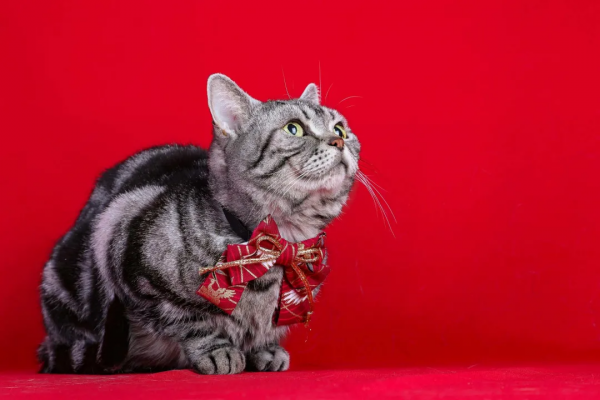 幹飽飯，才有力氣營業
