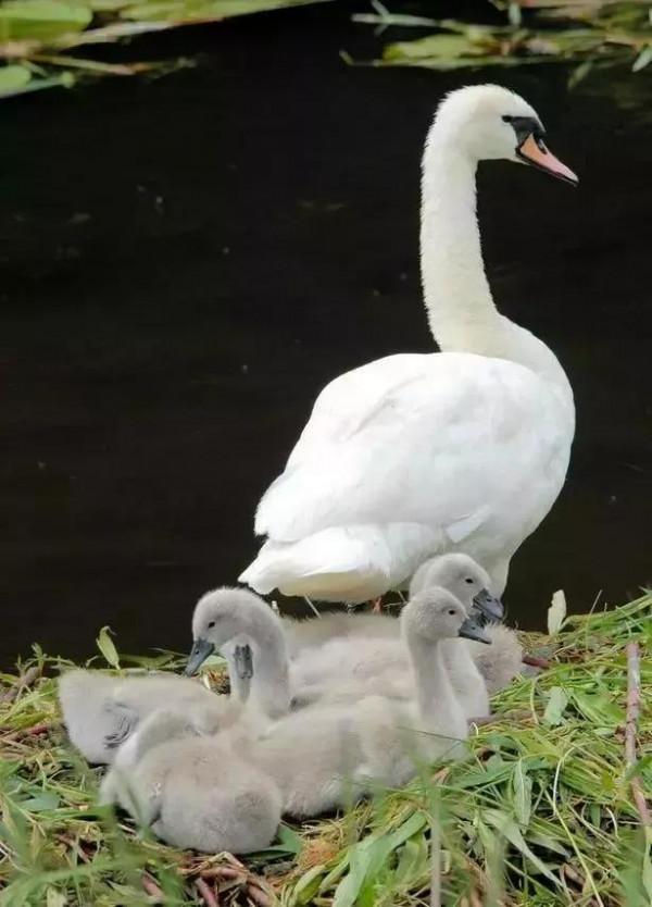 分享——天鵝之美