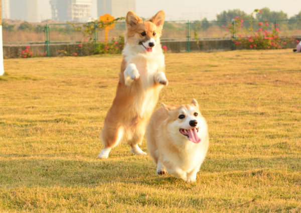 柯基犬到了新主人家，還會想念舊主人嗎？