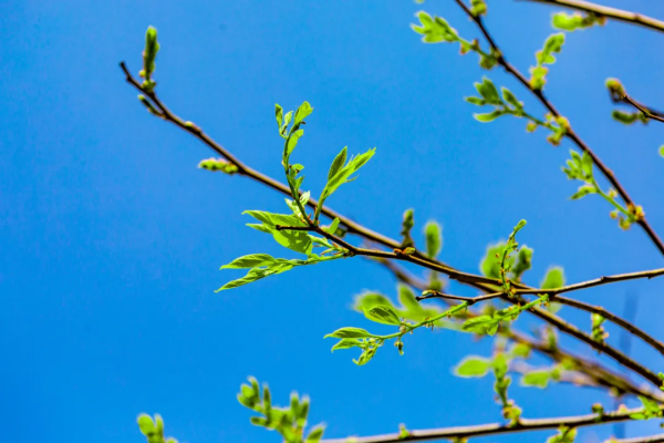 十首早春詩詞送給春天，春寒料峭也動人