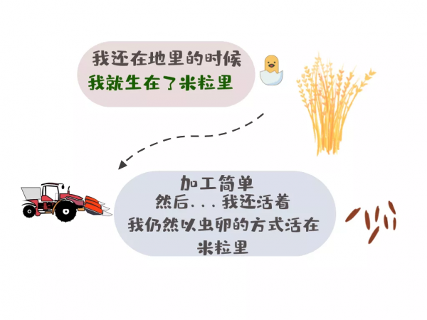 生蟲的米也能繼續吃？你吃的米飯裡可能就有米蟲