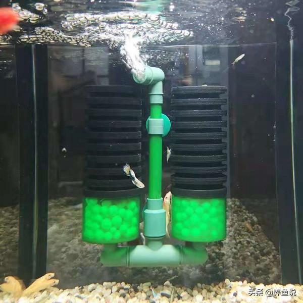 魚缸過濾水泵吸魚的悲劇,遇到過嗎?為什麼會吸魚且如何避免呢? 魚缸過濾水泵吸魚的悲劇,遇到過嗎?為什麼會吸魚且如何避免呢?