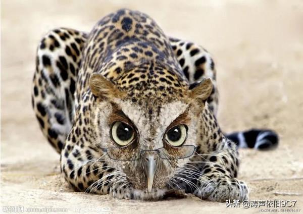 分享—奇特的動物(一) 分享—奇特的動物(一)