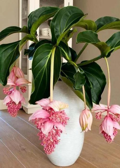 花中貴妃 寶蓮燈花