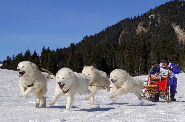 25張罕見的動物照片：折斷脖子的長頸鹿，會噴粉色墨汁的海兔