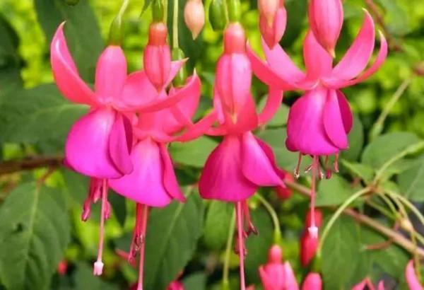 養花試試這幾款，容易開花，喜歡充足的光線，有天然的芳香