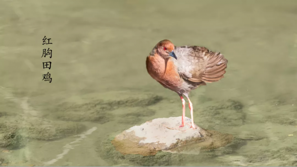 山西鳥類圖鑑 | ​紅胸田雞 山西鳥類圖鑑 | ​紅胸田雞