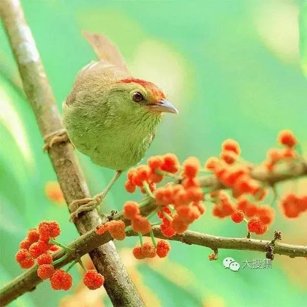 分享圖片：精美絕倫的鳥兒。顏色鮮豔，姿態優美，太招人喜歡了