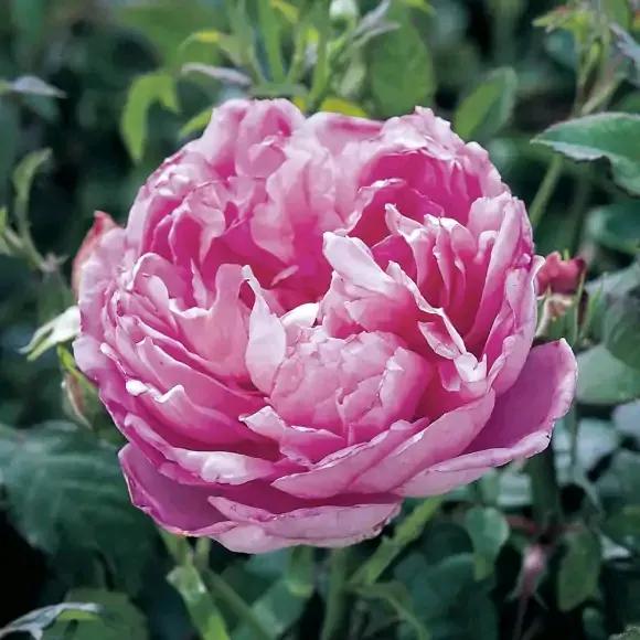 月季品種裡，據有牡丹月季之稱的6個品種，爭奇鬥豔，美不勝收