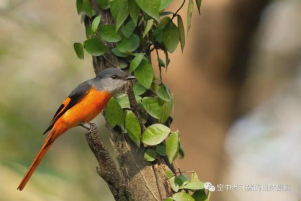 府山的彩色“小辣椒”