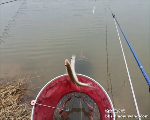 新年首釣，有鯽有鯉