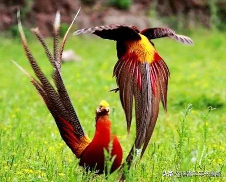 美麗的錦雞難得一見啊