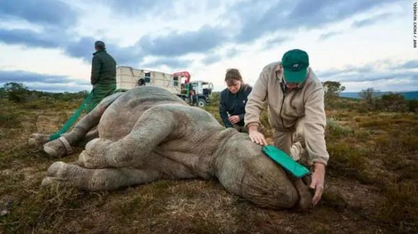 把犀牛吊起來後，拿了諾貝爾獎？