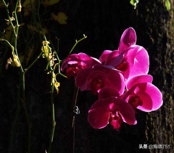 花中極品蝴蝶蘭 花中極品蝴蝶蘭