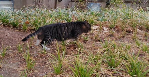 最正宗的本土狸貓被我發現了