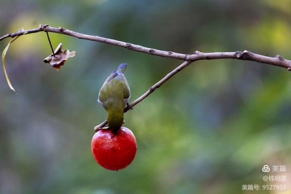 萌萌可愛小精靈——繡眼鳥