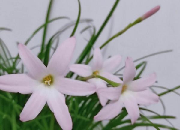 風雨蘭，外觀似韭菜，花較大，喇叭狀，形似水仙