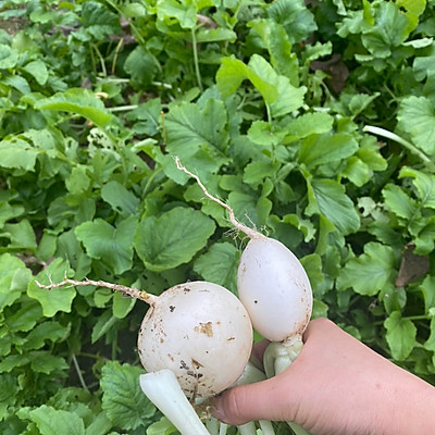 簡單省事懶人菜自制鹽蘿蔔乾,一次就上癮 簡單省事懶人菜自制鹽蘿蔔乾,一次就上癮