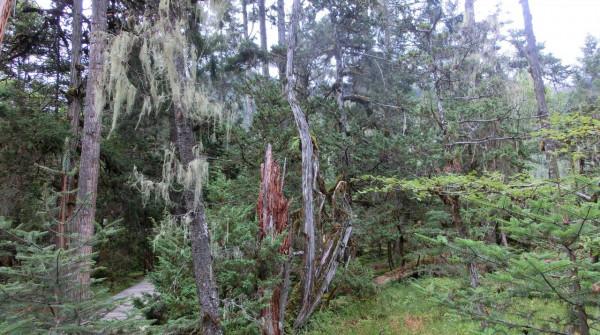 神秘的南伊溝原始森林