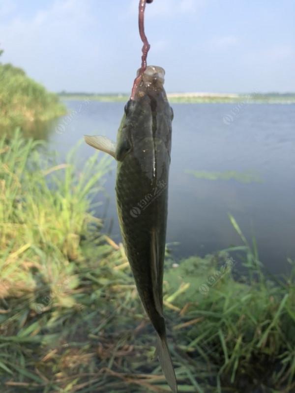 2021垂釣日誌之48，白馬湖高溫揮汗提鯽忙