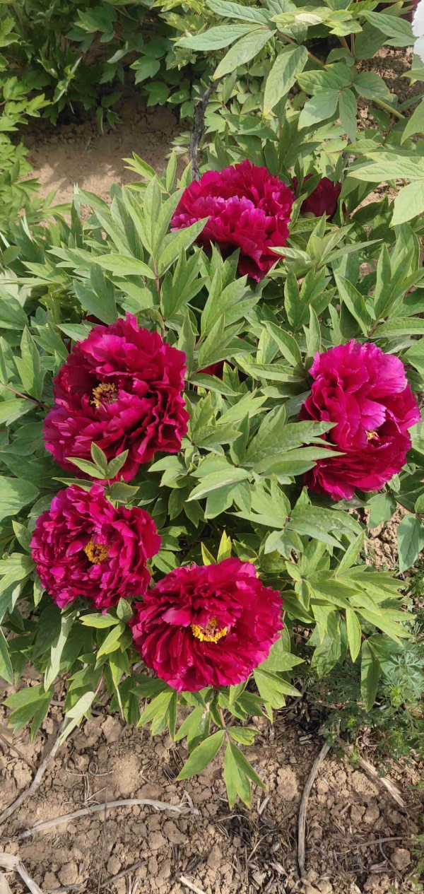 五仁餡的月餅太難吃,不如4種鮮花餡,同意的舉手 五仁餡的月餅太難吃,不如4種鮮花餡,同意的舉手