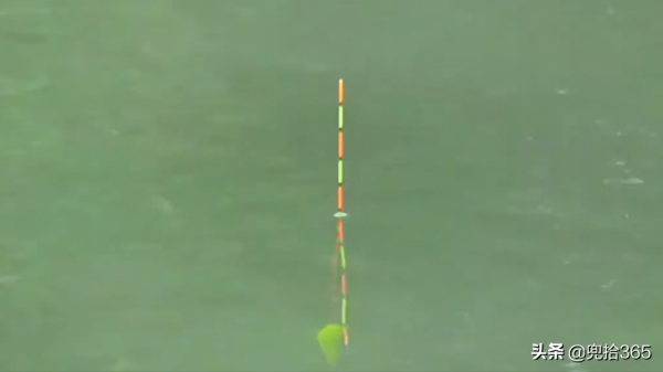 廣西一男子野釣遇“怪魚”，專家親自為其解惑，網友：盲目放生