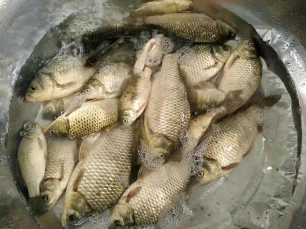 冬季盤鯽魚攻略 冬季盤鯽魚攻略