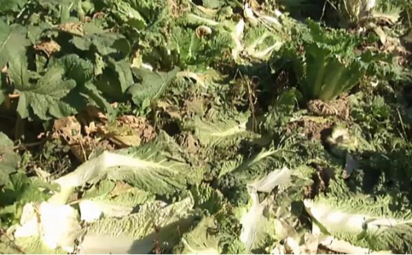 奇葩！蔬菜價格大漲，招引“偷菜團”下鄉，菜農損失慘重，咋回事