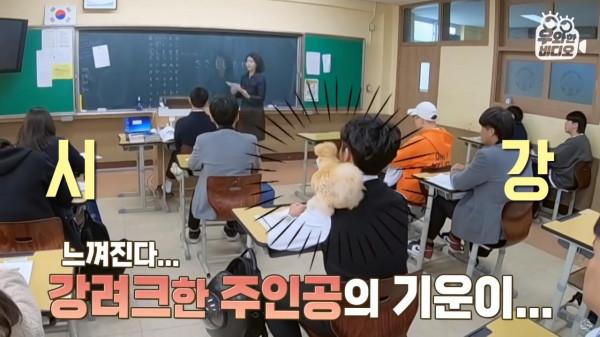 奇葩韓國高中生沉迷養雞，還帶雞上課，200只稀有雞震驚鳥類專家