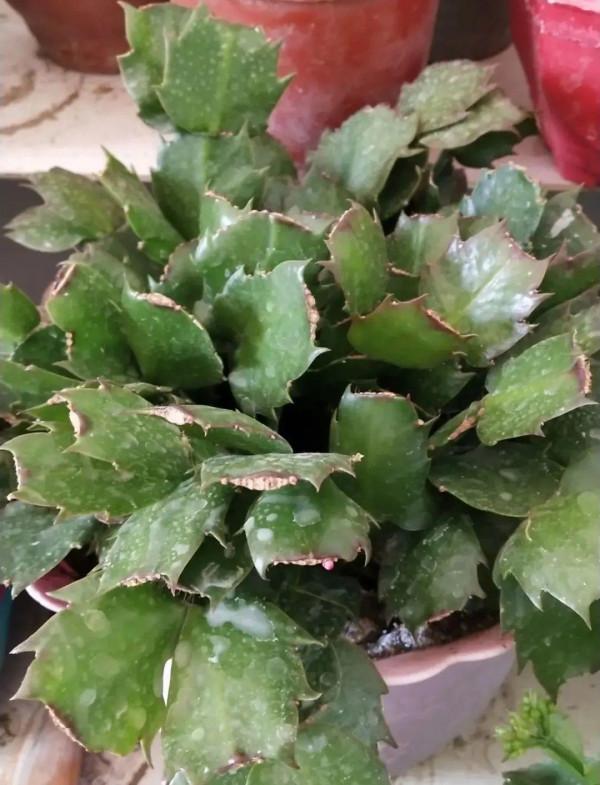 養花一直不開花，給他套個黑塑膠袋，花苞呼呼冒