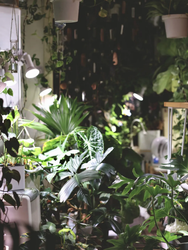 沒有花園怎麼種花？從東北到廣東，4位大神在室內種出植物園