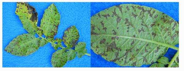 這幾種植物病毒,您知道幾個? 這幾種植物病毒,您知道幾個?