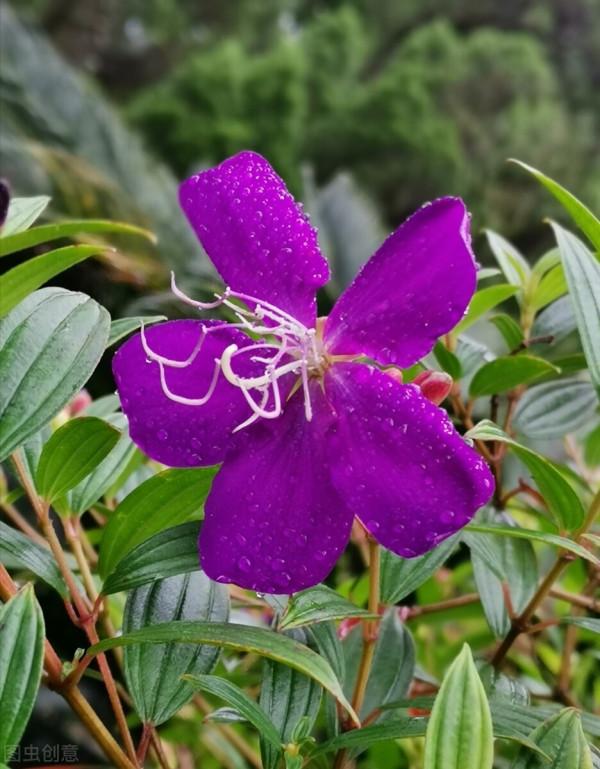 光看葉子就覺得很美，開花那一刻，我承認被驚豔到了