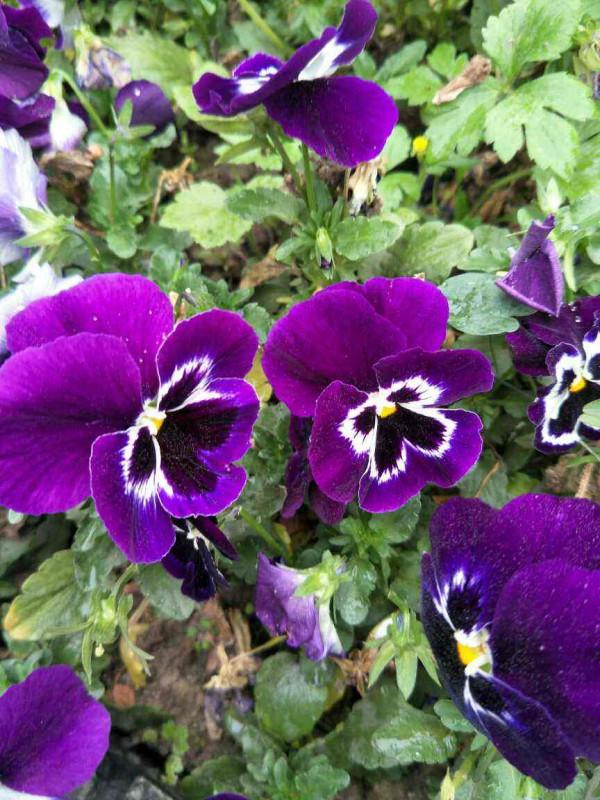 耐寒花清單，10種花能耐零下15度，秋冬養正合適