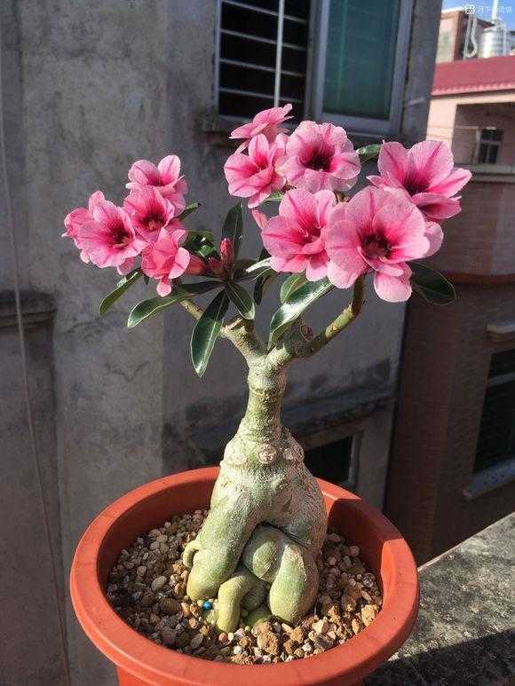 天氣冷氣溫低,這9種花要“幹養”,少澆水才不易受凍和爛根 天氣冷氣溫低,這9種花要“幹養”,少澆水才不易受凍和爛根