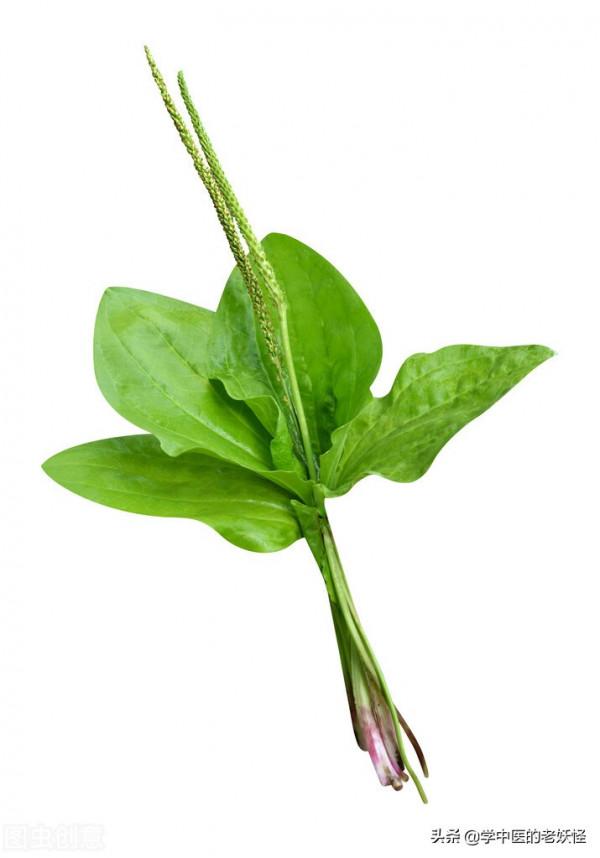 每日一中藥——車前子 每日一中藥——車前子