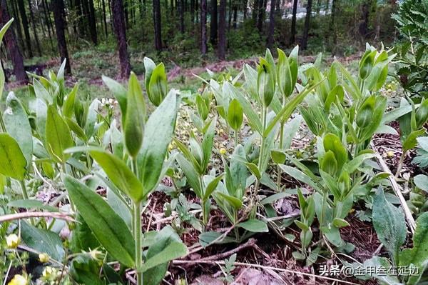 盤點東北人摯愛的野菜！不知道你吃過幾種？現在買真不便宜…
