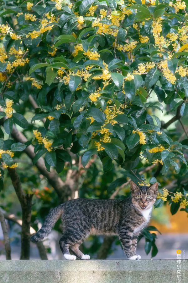 來了！中國賞秋地圖