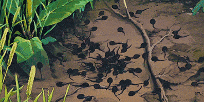 體重6斤多眼睛直徑2.5釐米，世上最大的蛙，蝌蚪跟鵝蛋差不多大