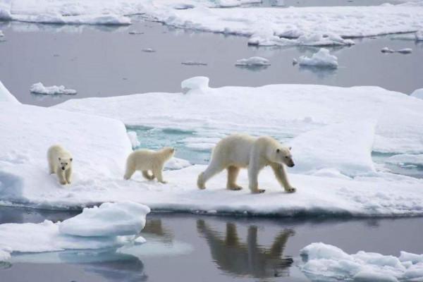新研究!極地冰雪覆蓋對地球的影響有多大?科學家:南極帶不動了 新研究!極地冰雪覆蓋對地球的影響有多大?科學家:南極帶不動了