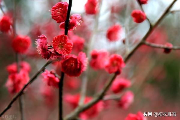 紅梅古詩八首：一種梅生禪老家，絕勝尋常桃杏花