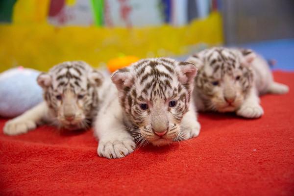 萌虎姐妹亮相&nbsp;為虎年新春增添節日氛圍