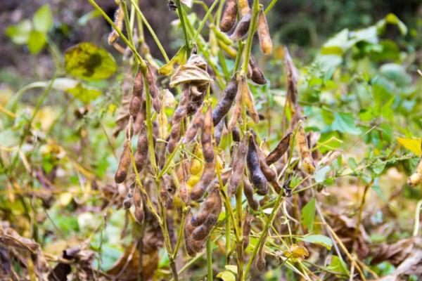 秦嶺紅巖溝中,像這樣無人居住的老房子不止一處,實際上到處都是 秦嶺紅巖溝中,像這樣無人居住的老房子不止一處,實際上到處都是
