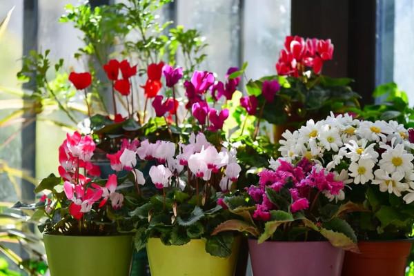 買花時不要合了眼緣就買回家,這8種花不好養,新手還是放棄吧 買花時不要合了眼緣就買回家,這8種花不好養,新手還是放棄吧