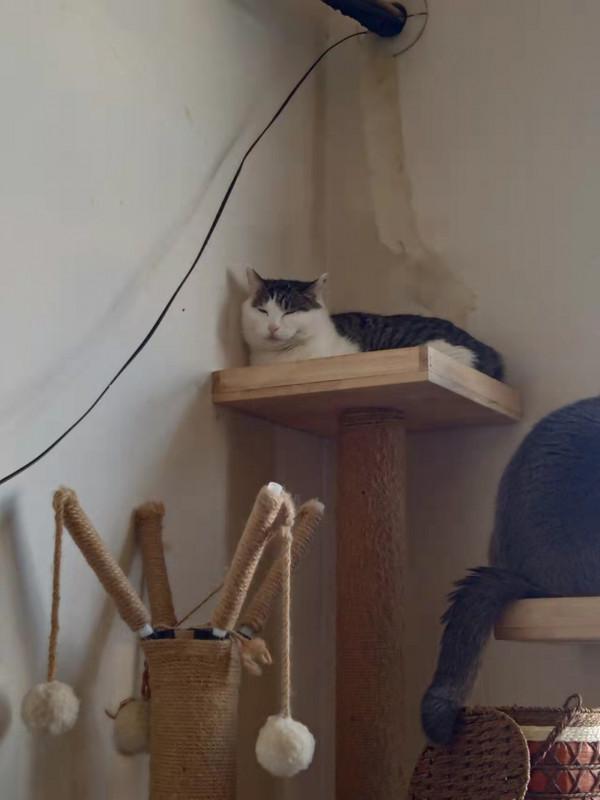 因為一個虐貓影片，我想聊聊我的工作和倒閉的收容所