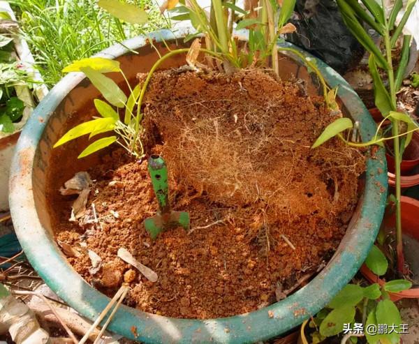 養花換土又髒又麻煩,不如丟下“這2物”,舊土成新土,養啥都行 養花換土又髒又麻煩,不如丟下“這2物”,舊土成新土,養啥都行
