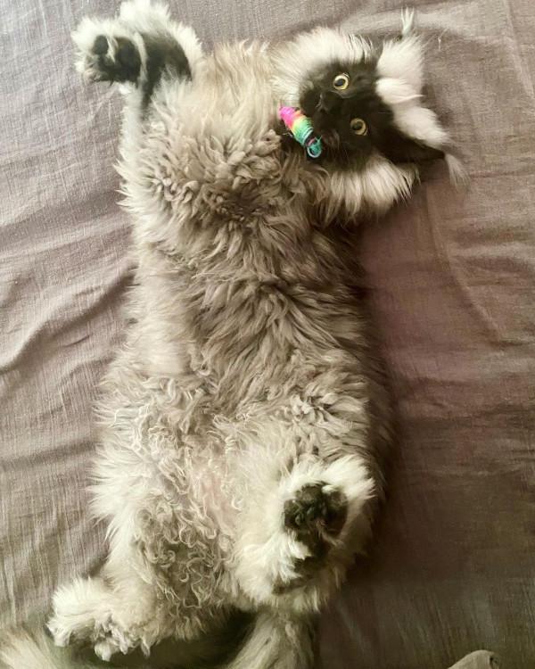 外國妹子養了只猴裡猴氣的緬因喵,這畫風,太大佬了 外國妹子養了只猴裡猴氣的緬因喵,這畫風,太大佬了