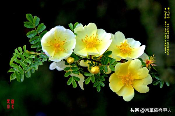 甲夫原創/友情鱗鴻：忌偽貴真坦相待，澹交久長靈心通